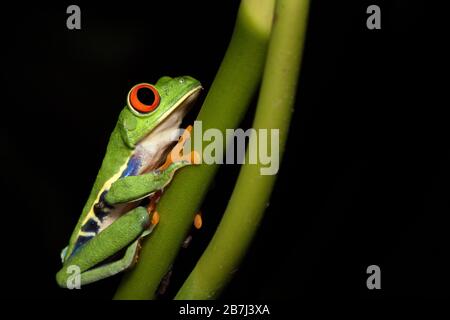 Nachtfotografie eines roteäugigen Baumfrosches oder Blattfrosches oder Gaudy Blattfrosch (Agalychnis callidryas), der auf einem Stamm einer tropischen Pflanze posiert. Costa Rica. Stockfoto