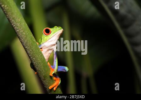 Nachtfotografie eines roteäugigen Baumfrosches oder Blattfrosches oder Gaudy Blattfrosch (Agalychnis callidryas), der auf einem Stamm einer tropischen Pflanze posiert. Costa Rica. Stockfoto