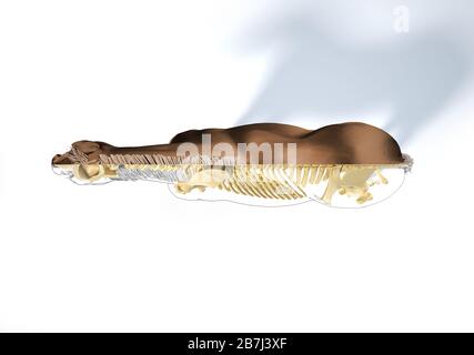 Pferdeanatomie. Skelettsystem mit Cutaway-Effekt. Draufsicht auf weißem Hintergrund. Beschneidungspfad enthalten. Stockfoto