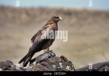 Black Kite, Milvus migrans, Ngorongoro-Krater, Tansania, Afrika, UNESCO-Weltkulturerbe Stockfoto