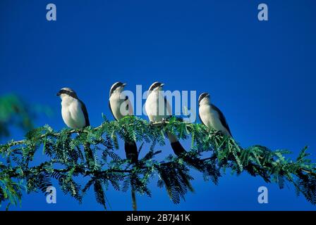 Grau unterlegte Fiskalwürger, Lanius excubitoroides, Kenia, Afrika, 4 Vögel, die auf Akazienbaum aufstehen Stockfoto