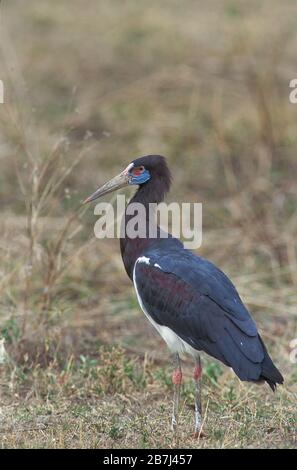 Abdim's Stork, Ciconia abdimii, auch bekannt als White Belied Stork, Tansania, Afrika, stehend Stockfoto