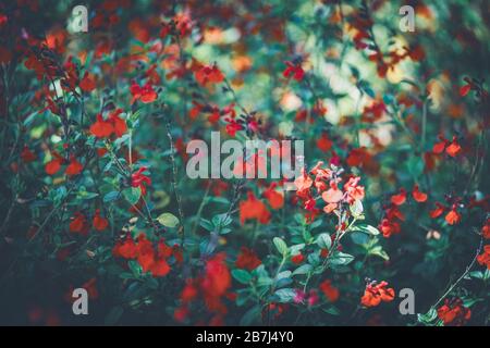 Rote winzige Blumen der Eyelasch-Leaved sage, auch bekannt als Salvia blepharophylla Stockfoto