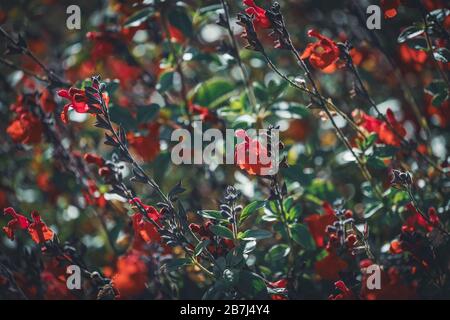 Rote winzige Blumen der Eyelasch-Leaved sage, auch bekannt als Salvia blepharophylla Stockfoto