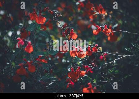 Rote winzige Blumen der Eyelasch-Leaved sage, auch bekannt als Salvia blepharophylla Stockfoto