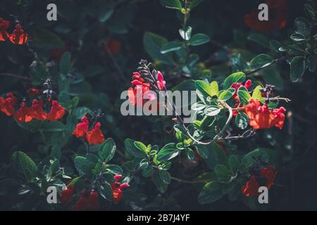 Rote winzige Blumen der Eyelasch-Leaved sage, auch bekannt als Salvia blepharophylla Stockfoto