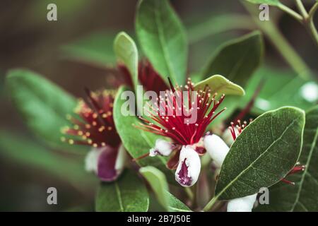 Exotische rote Blumen von Ananas Guava Baum auch als Feijoa Fellowyana bekannt Stockfoto