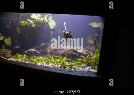 Süßwasseraquarienschildkröte, Chrysemis, Trachemis und mehr Arten im Aquarium Stockfoto