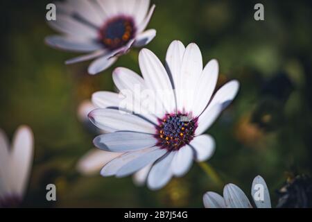 Blumen von Osteospermum "oprano weiß", die allgemein als Afrikanische Gänseblümchen oder Cape Daisy bekannt sind Stockfoto