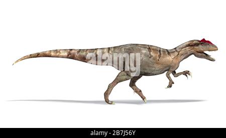 Allosaurus Dinosaurier, Seitenansicht, fotorealistische 3D-Darstellung, auf weißem Hintergrund. Beschneidungspfad enthalten. Stockfoto