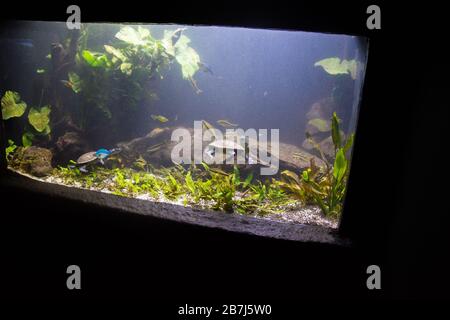 Süßwasseraquarienschildkröte, Chrysemis, Trachemis und mehr Arten im Aquarium Stockfoto