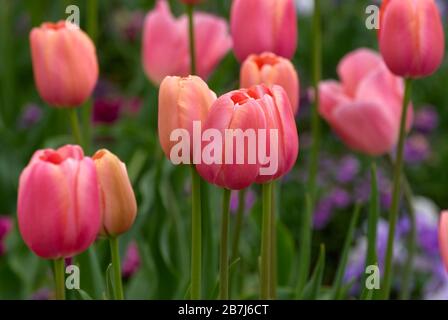 Rosa Tulpen in einer schönen Gartenanlage Stockfoto