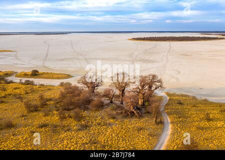 Baines Baobab aus dem Nxai Pan National Park - Botswana Stockfoto