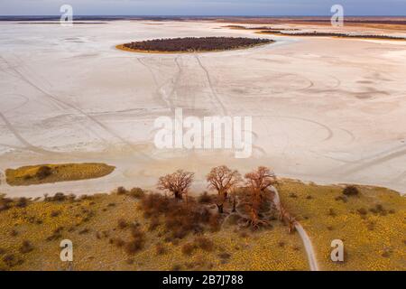 Baines Baobab aus dem Nxai Pan National Park - Botswana Stockfoto