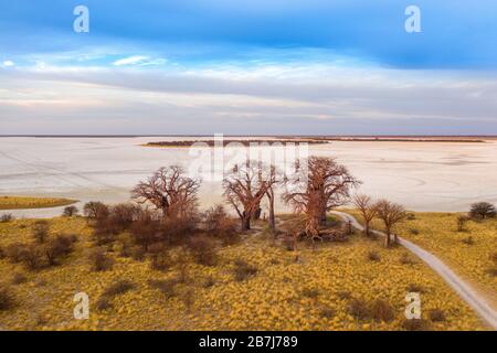 Baines Baobab aus dem Nxai Pan National Park - Botswana Stockfoto