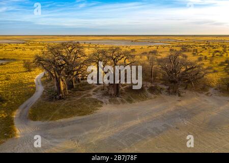 Baines Baobab aus dem Nxai Pan National Park - Botswana Stockfoto