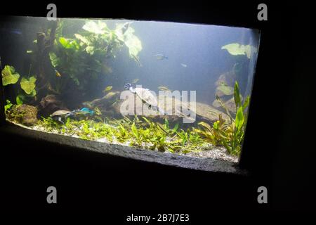 Süßwasseraquarienschildkröte, Chrysemis, Trachemis und mehr Arten im Aquarium Stockfoto