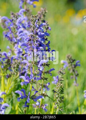 Blühende Wiesensage, Salvia pratensis Stockfoto