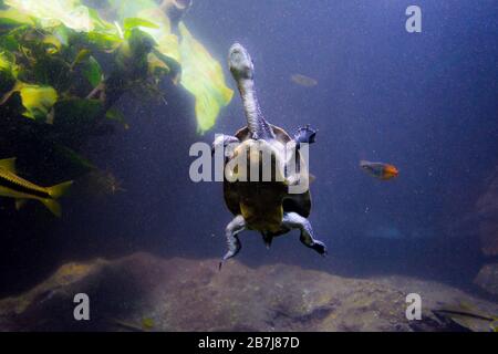 Süßwasseraquarienschildkröte, Chrysemis, Trachemis und mehr Arten im Aquarium Stockfoto