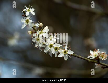 Der Cloup der hübschen weißen Blüte an einem Schwarzdornbaumzweig, Prunus spinosa Stockfoto
