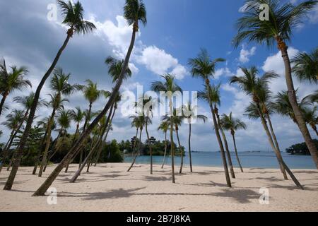 Tropische Palmen gegen blauen Himmel mit weißen Wolken. Stockfoto