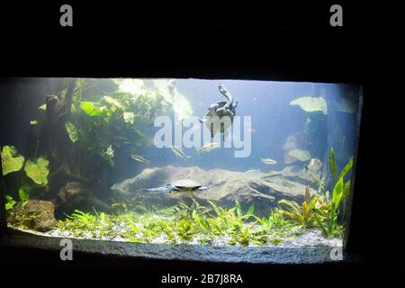 Süßwasseraquarienschildkröte, Chrysemis, Trachemis und mehr Arten im Aquarium Stockfoto