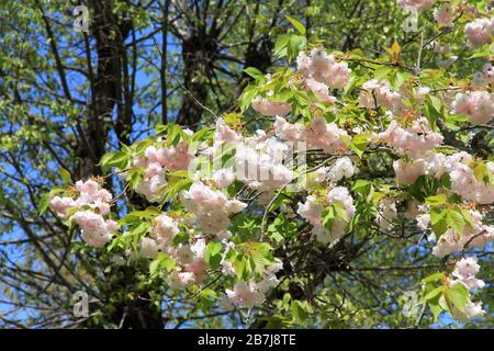 Kirschblüte in Yoshinoyama, Japan. Mount Yoshino ist eine berühmte Kirsche Blume Ziel. Stockfoto