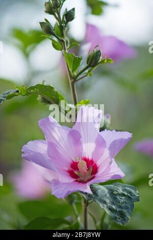 Buntes Rosa Hibiskus blüht. Roshibiskus mit verschwommenem weichem Hintergrund. Nahaufnahme von Wildhibiskusblüten Hintergrund Stockfoto