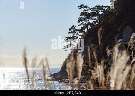 Kap Imamuragasaki, Sagami-Bucht, in der Nähe von Enoshima ist, Kanagawa, Sagami, Japan, in der späten Nachmittagsonne durch ein Feld von Silbergras/Susuki-Gras Stockfoto