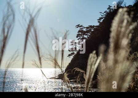 Kap Imamuragasaki, Sagami-Bucht, in der Nähe von Enoshima ist, Kanagawa, Sagami, Japan, in der späten Nachmittagsonne durch ein Feld von Silbergras/Susuki-Gras Stockfoto