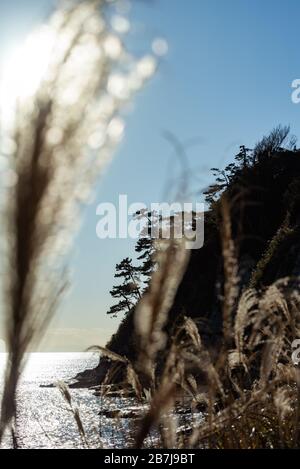 Kap Imamuragasaki, Sagami-Bucht, in der Nähe von Enoshima ist, Kanagawa, Sagami, Japan, in der späten Nachmittagsonne durch ein Feld von Silbergras/Susuki-Gras Stockfoto