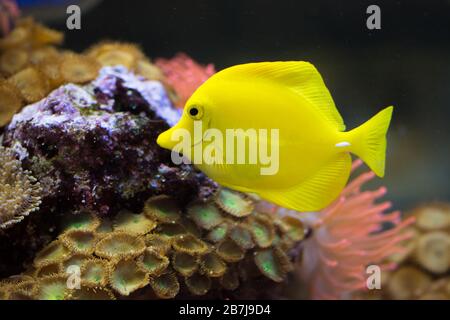 Der Gelbe Tang (Zebrasoma flavescens), salzwassergelbe Aquarienfische aus der Familie Acanthuridie. Stockfoto
