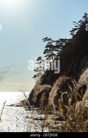 Kap Imamuragasaki, Sagami-Bucht, in der Nähe von Enoshima ist, Kanagawa, Sagami, Japan, in der späten Nachmittagsonne durch ein Feld von Silbergras/Susuki-Gras Stockfoto