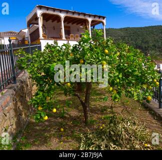 Das Bergdorf Benahavis, Andalucia, Spanien, mit gepflasterten, gestuften Straßen, wunderbaren Restaurants und atemberaubenden Blumen und Tieren Stockfoto