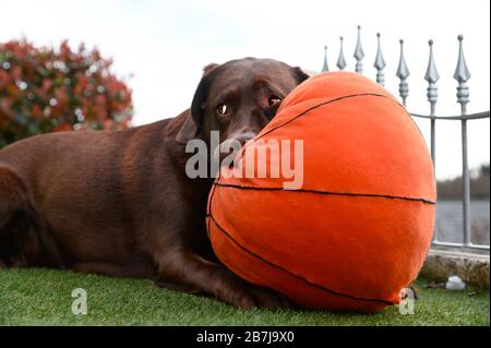 Schokoladenlabrador mit orangefarbenem Spielzeugball im Garten Stockfoto