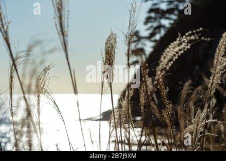 Kap Imamuragasaki, Sagami-Bucht, in der Nähe von Enoshima ist, Kanagawa, Sagami, Japan, in der späten Nachmittagsonne durch ein Feld von Silbergras/Susuki-Gras Stockfoto