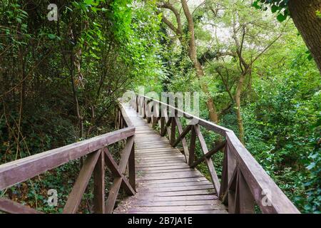 Schöne kleine Holzbrücke, die durch unwegsame Dickichte führt. Spazieren Stockfoto