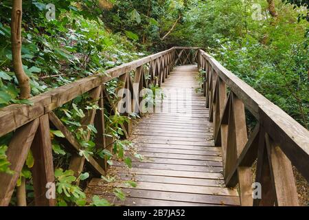 Schöne kleine Holzbrücke, die den Hügel hinunterführt, überwachsen mit Bäumen und Sträuchern. Durch das Geländer brechen die Triebe von Feigen Stockfoto