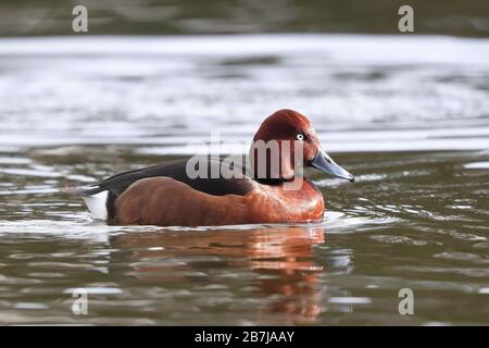 Erwachsener Drake Ferruginous Duck im West Park in Wolverhampton. Stockfoto