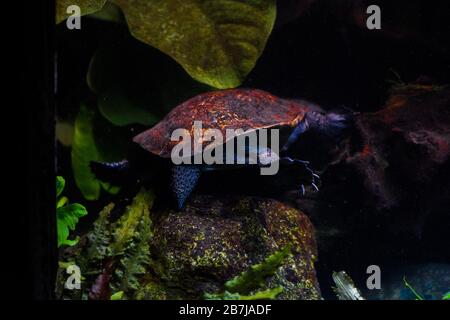 Süßwasseraquarienschildkröte, Chrysemis, Trachemis und mehr Arten im Aquarium Stockfoto