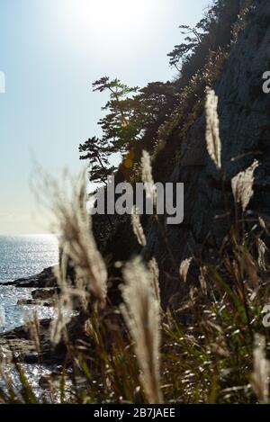 Kap Imamuragasaki, Sagami-Bucht, in der Nähe von Enoshima ist, Kanagawa, Sagami, Japan, in der späten Nachmittagsonne durch ein Feld von Silbergras/Susuki-Gras Stockfoto