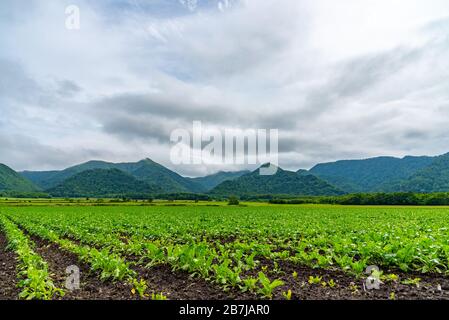 Ackerland für Zuckerrüben. Berge, Himmel und weiße Wolken im Hintergrund. Teshikaga, Hokkaido, Japan Stockfoto