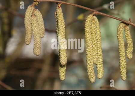 Blühende Hazel: Zweig eines Haselstrauch mit männlichen und weiblichen Blumen im Winter Stockfoto