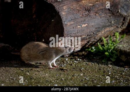 Wildbraune norwegerratte, Rassus norvegicus, im Freien sitzend Stockfoto