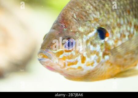 Der Kürbissamen (Lepomis gibbosus) ist ein nordamerikanischer Süßwasserfisch der Familie der Sonnenfische Stockfoto