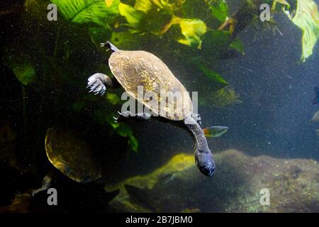 Süßwasseraquarienschildkröte, Chrysemis, Trachemis und mehr Arten im Aquarium Stockfoto