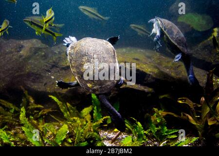 Süßwasseraquarienschildkröte, Chrysemis, Trachemis und mehr Arten im Aquarium Stockfoto