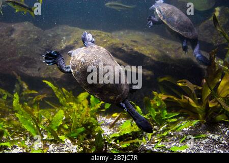 Süßwasseraquarienschildkröte, Chrysemis, Trachemis und mehr Arten im Aquarium Stockfoto