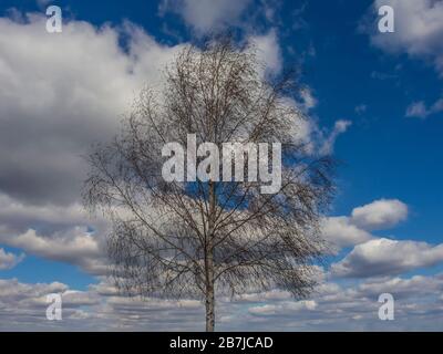 Einsame Birke und blauer Himmel mit Wolken. Der Frühling kommt. Stockfoto