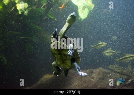 Süßwasseraquarienschildkröte, Chrysemis, Trachemis und mehr Arten im Aquarium Stockfoto